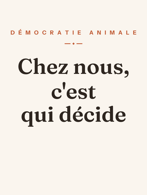 Affiche encadrée « Chez nous, c'est le chien qui décide » — visuel imprimé tel quel